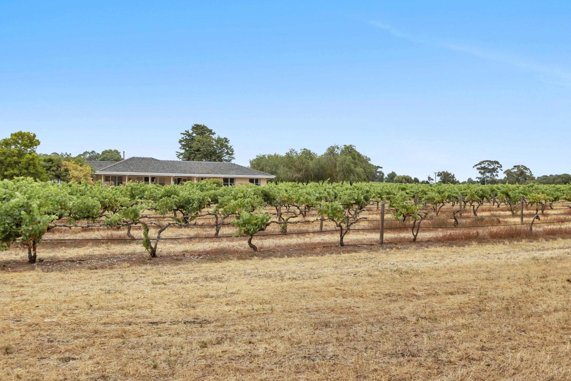Mid Century 4 Bedroom Getaway In Barossa Vineyard Nuriootpa
